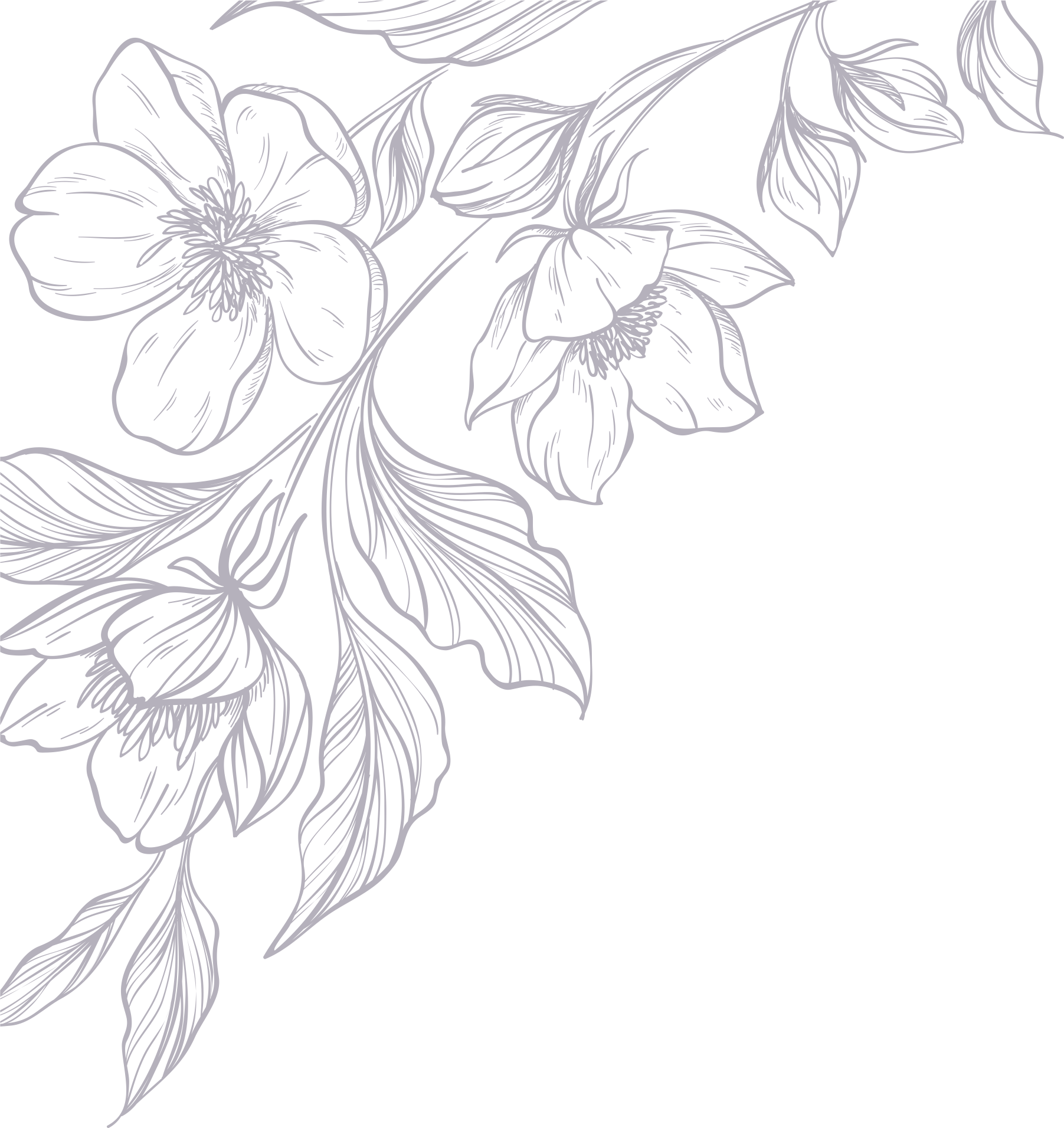 adisherlypng01
