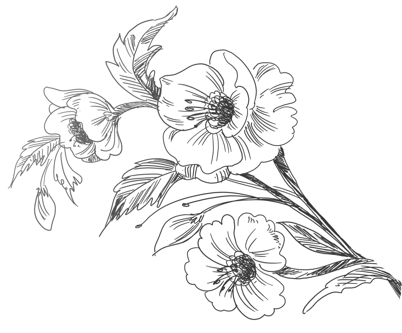adisherlypng04